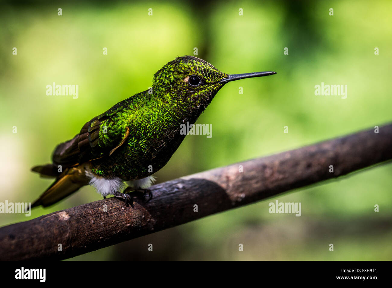 A green hummingbird sits on a branch. Hummingbirds are capable of moving their wings very fast. Stock Photo