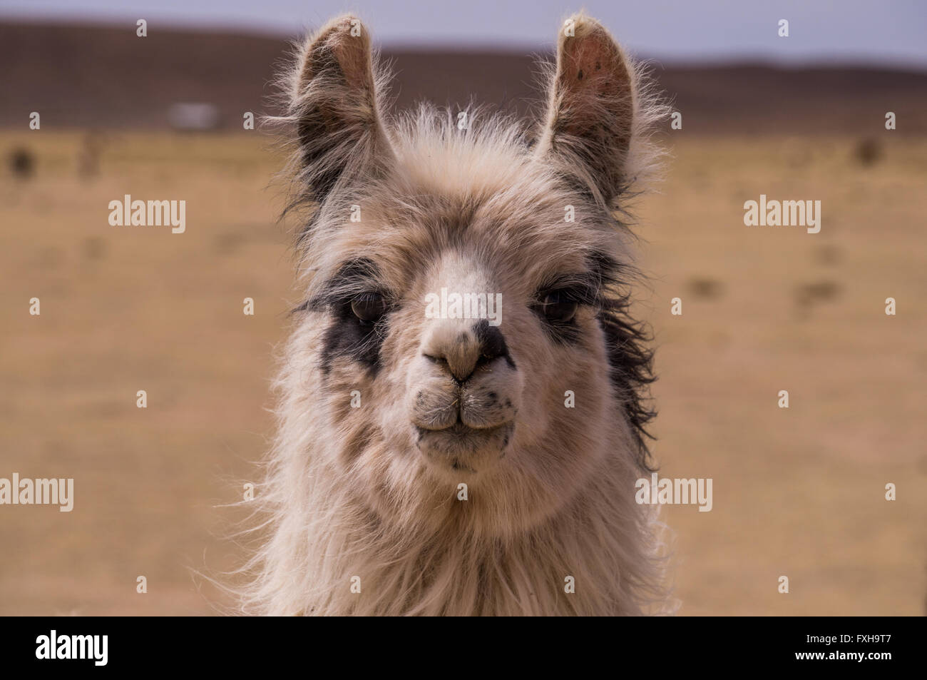 Portrait of an alpaca. A cloe up to a lama. Lamas and alpacas are very popular in Bolivia and Peru for their wool and meat Stock Photo