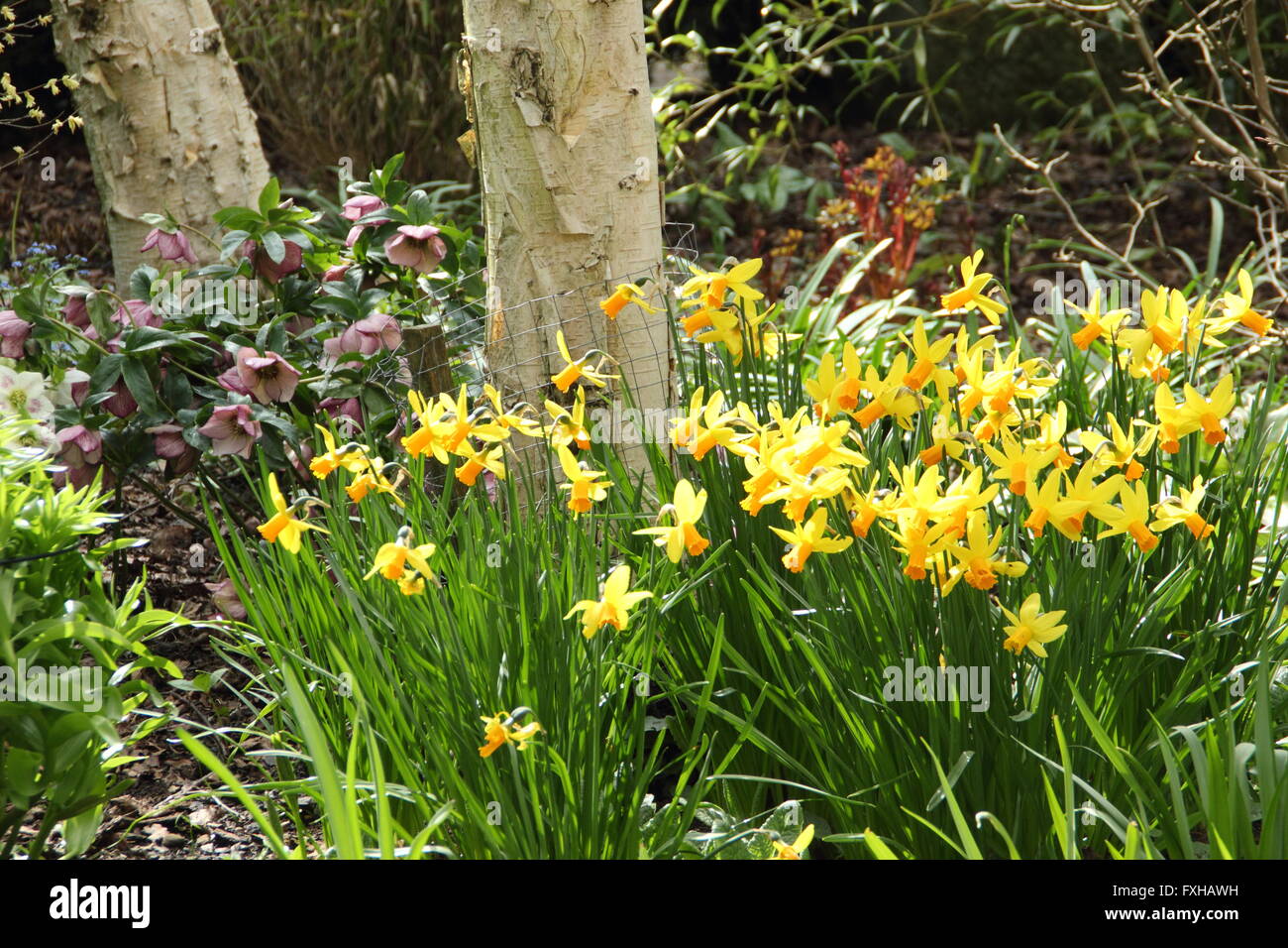 Silver birch (betula pendula) underplanted with daffodils (narcissus) and hellebores in an English country garden, UK - spring Stock Photo