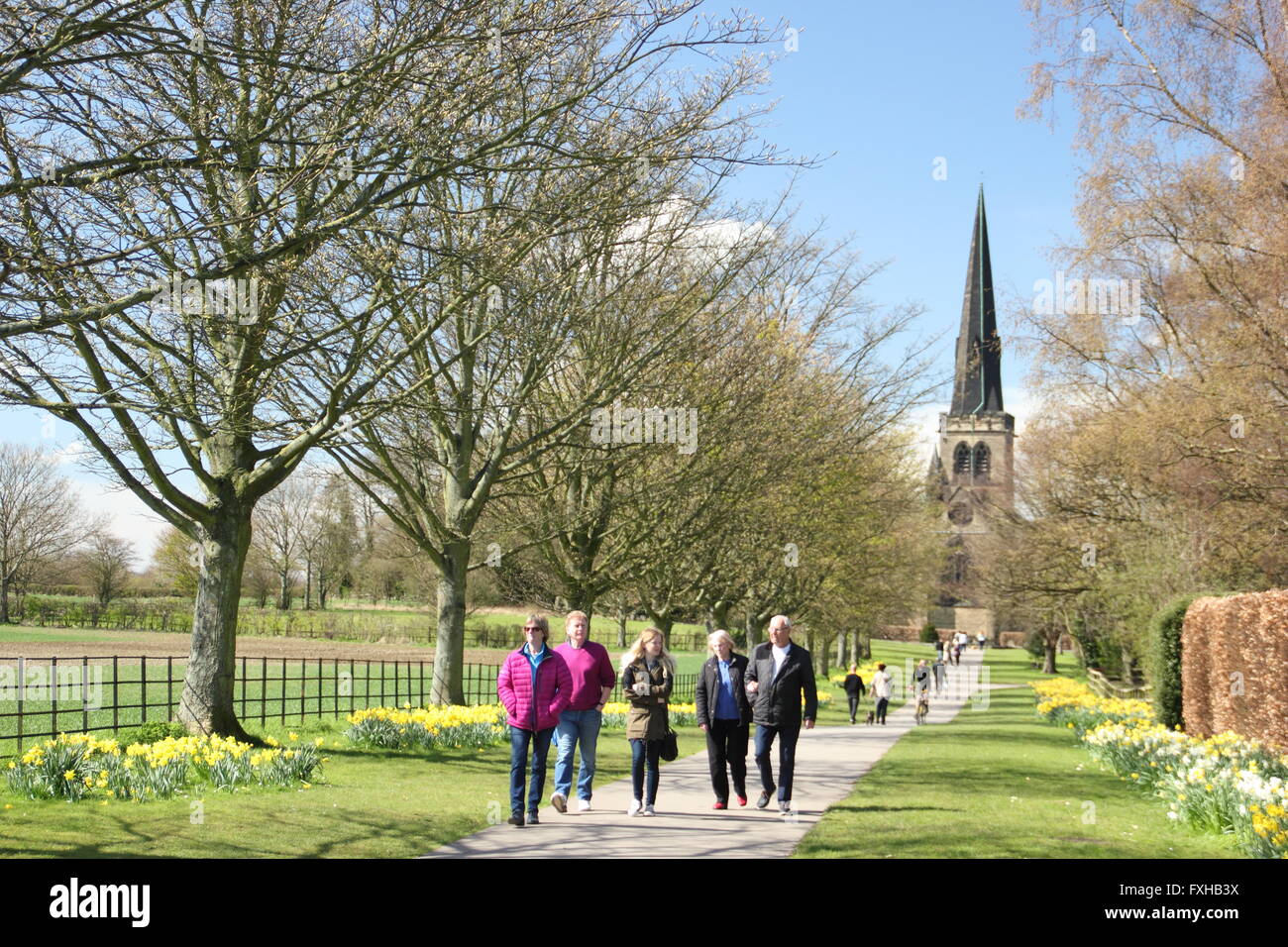 The daffodil walk by Wentworth Church (pictured) in Wentworth; a pretty
