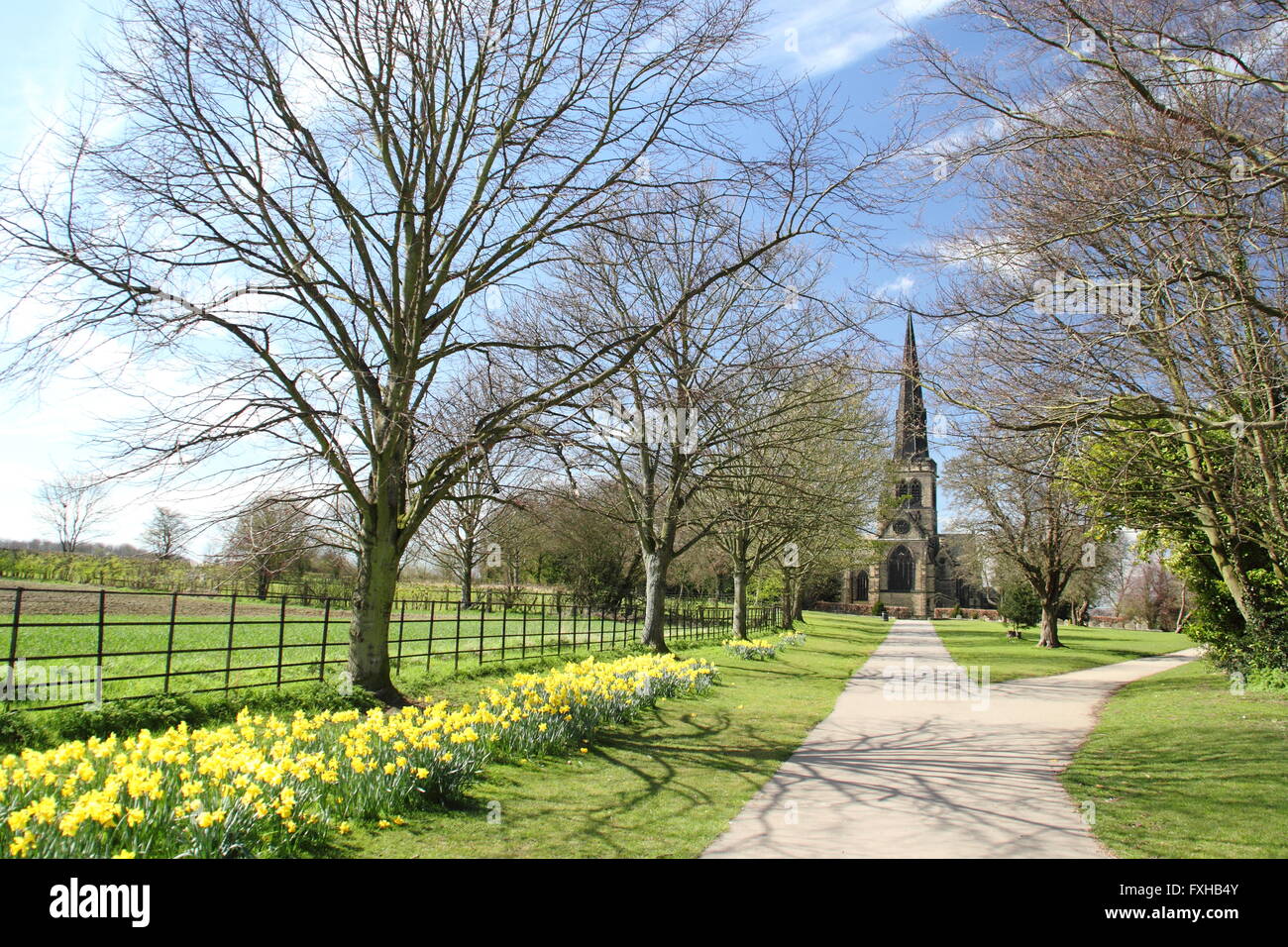 Daffodils line a footpath by Wentworth Church (pictured) in Wentworth; a picturesque village in Rotherham, Yorkshire England UK Stock Photo