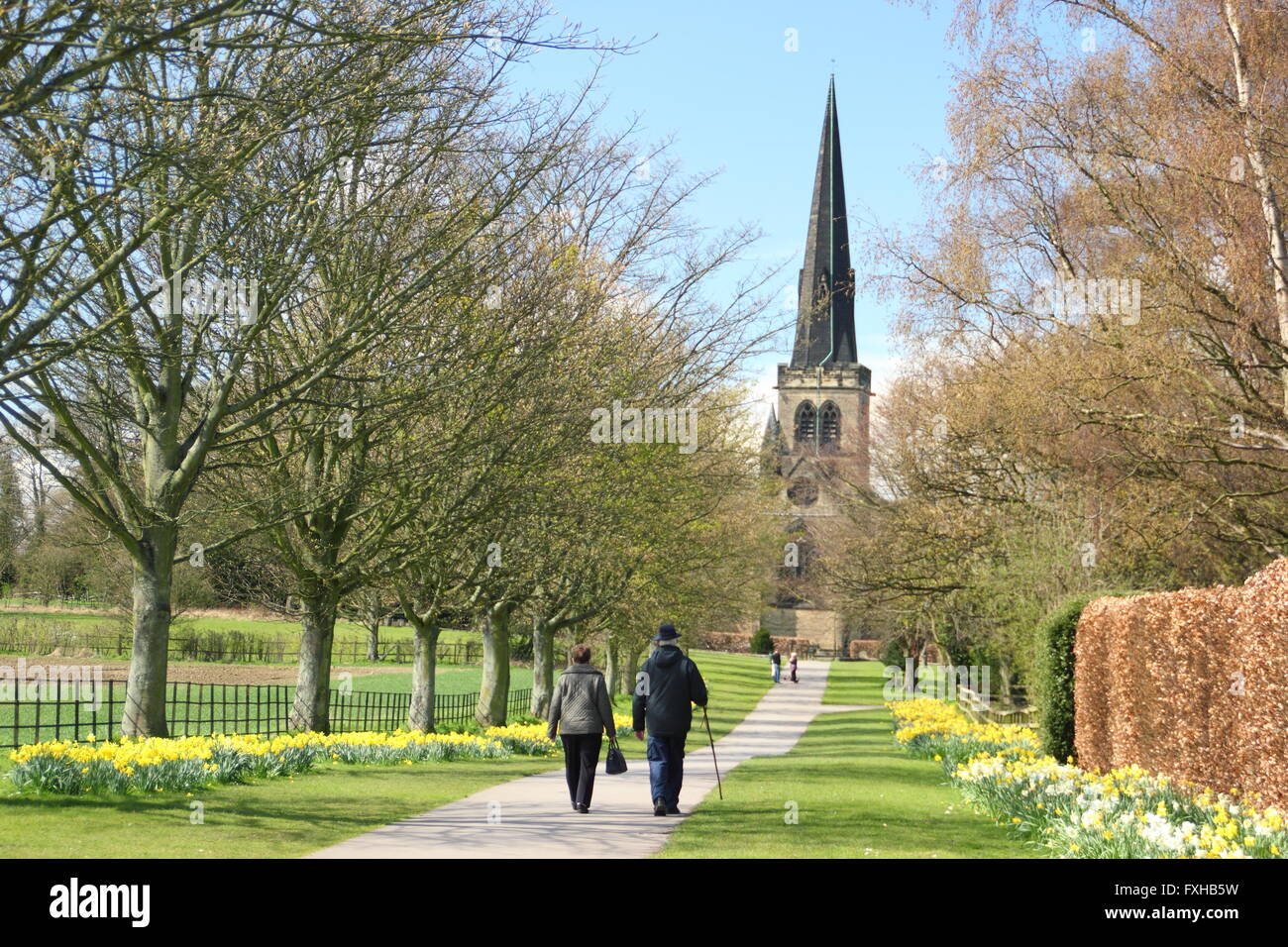 The daffodil walk by Wentworth Church (pictured) in Wentworth; a pretty