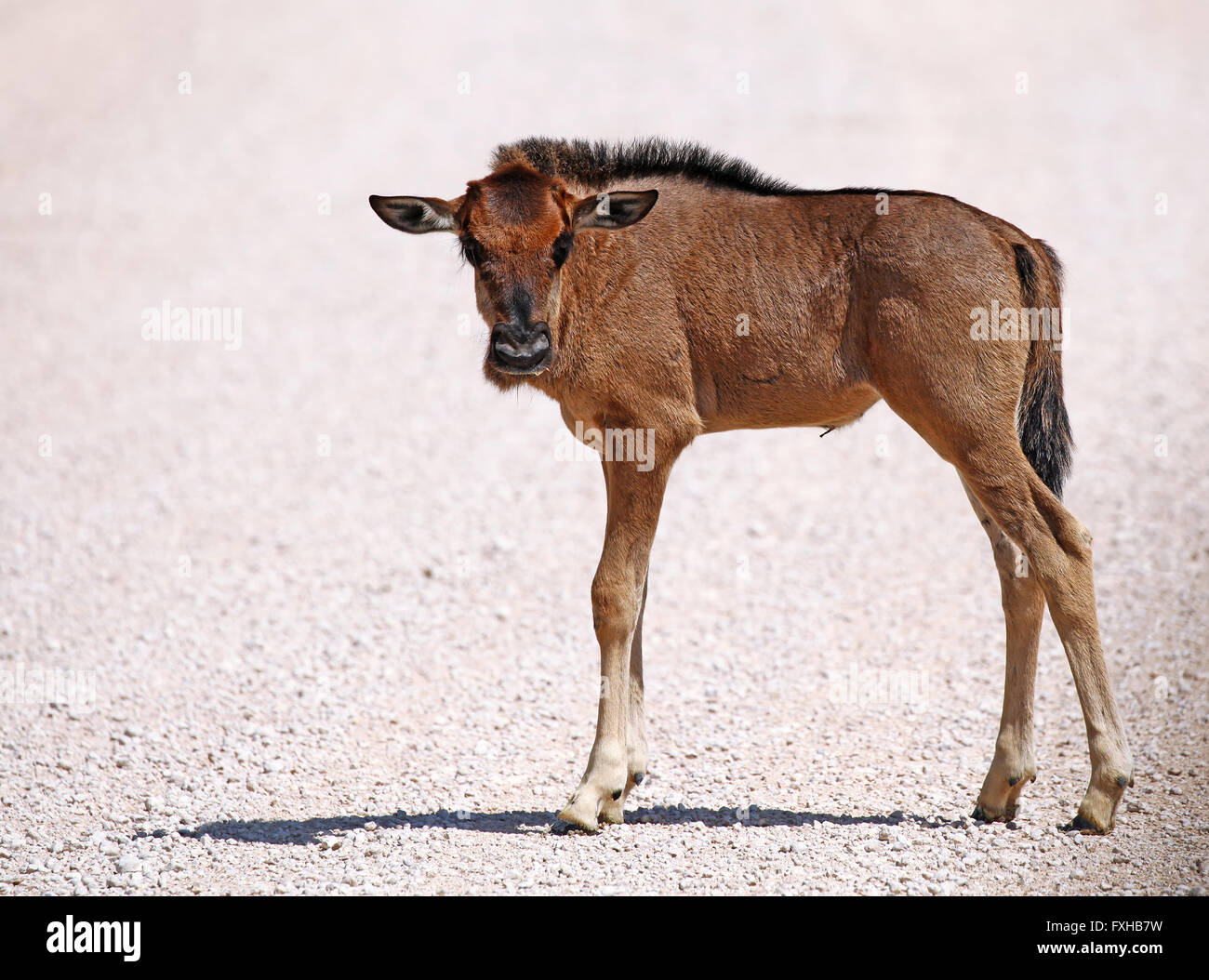 very young wildebeest, Etosha, Namibia Stock Photo