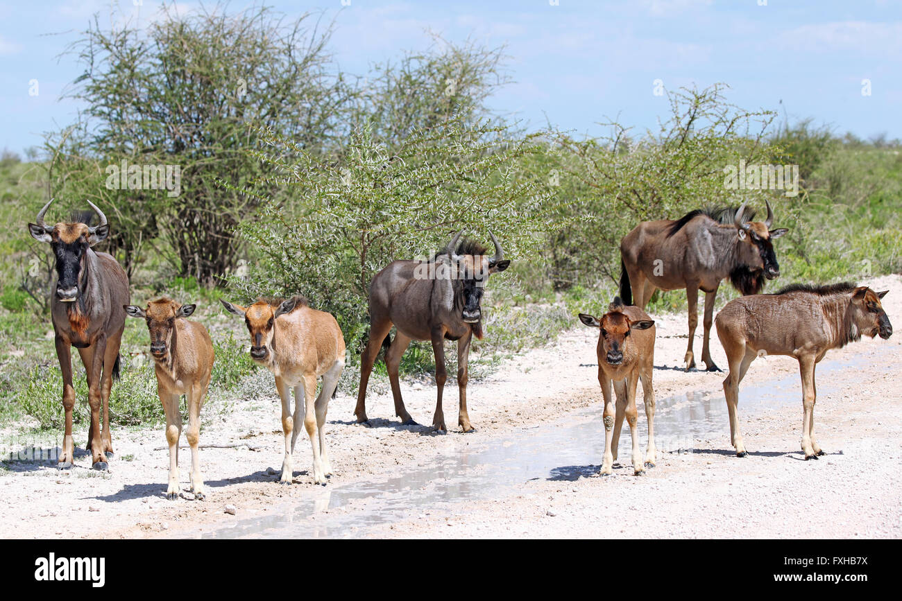 family of wildebeests, Etosha, Namibia Stock Photo