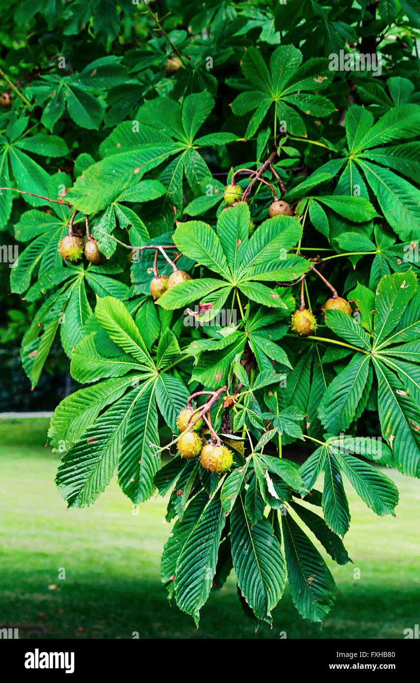 Beautiful chestnut tree with ripe chestnuts in a park Stock Photo