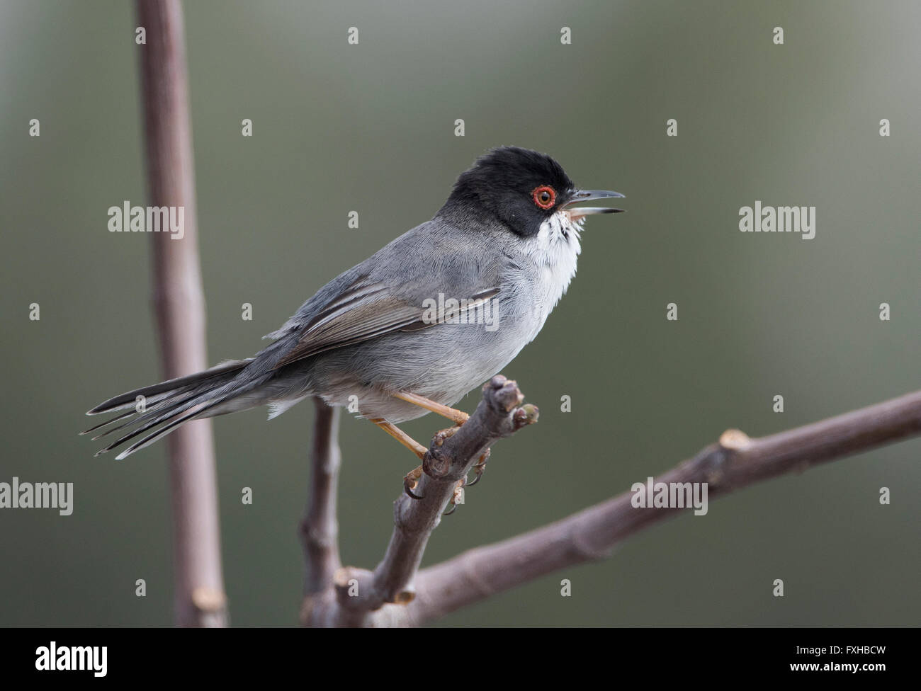 Male Sardinian Warbler Sylvia melanocephala Stock Photo