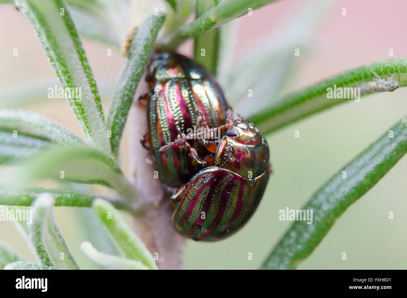 Two rosemary leaf beetles (Chrysolina Americana) mating on a rosemary sprig. Stock Photo