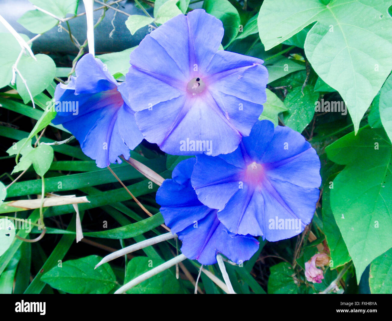 Morning Glory. (Ipomea purpurea Stock Photo - Alamy