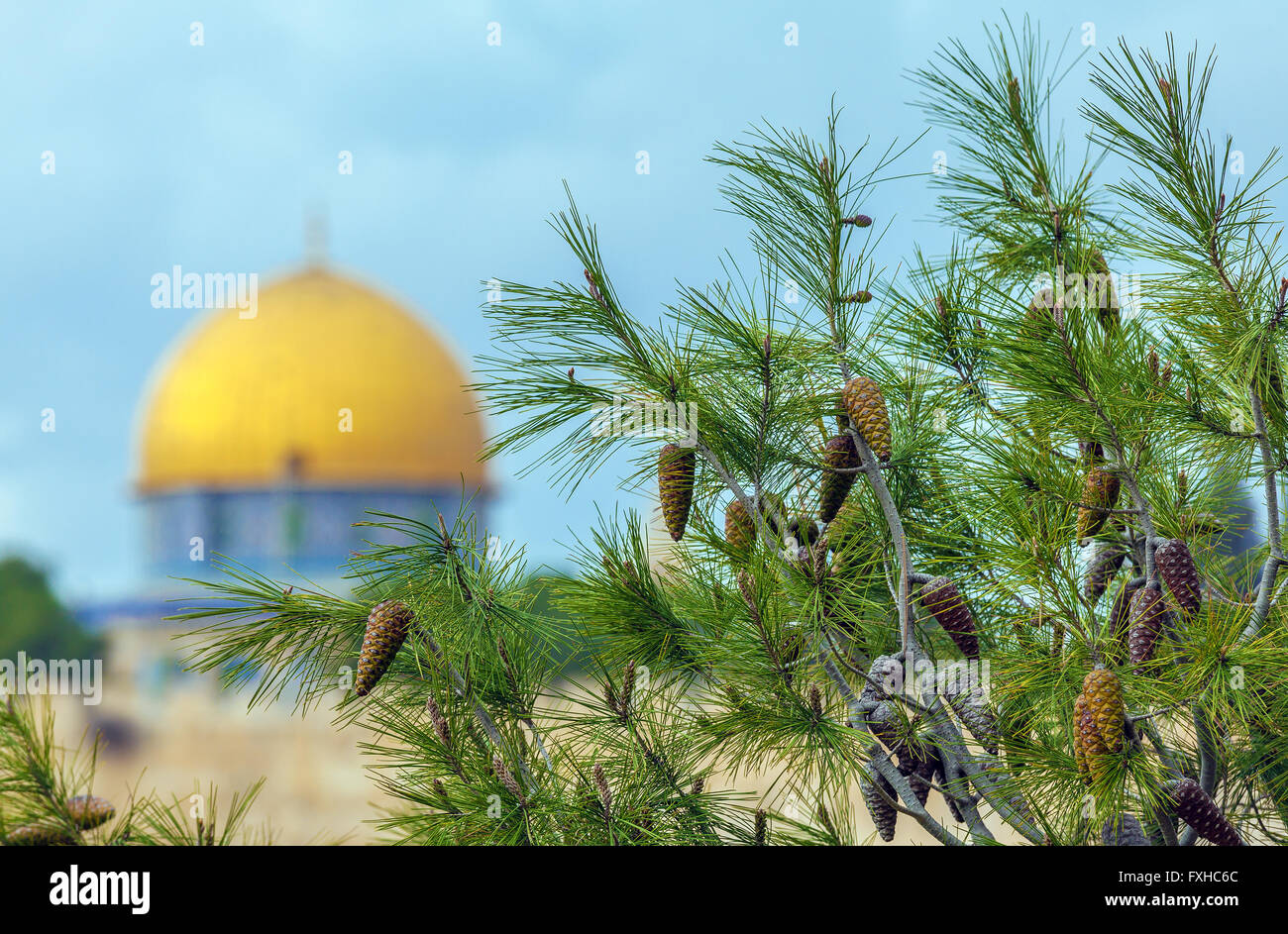 Pine Tree and blurred Al-Aqsa Mosque on Temple Mount of Old City, Jerusalem Stock Photo