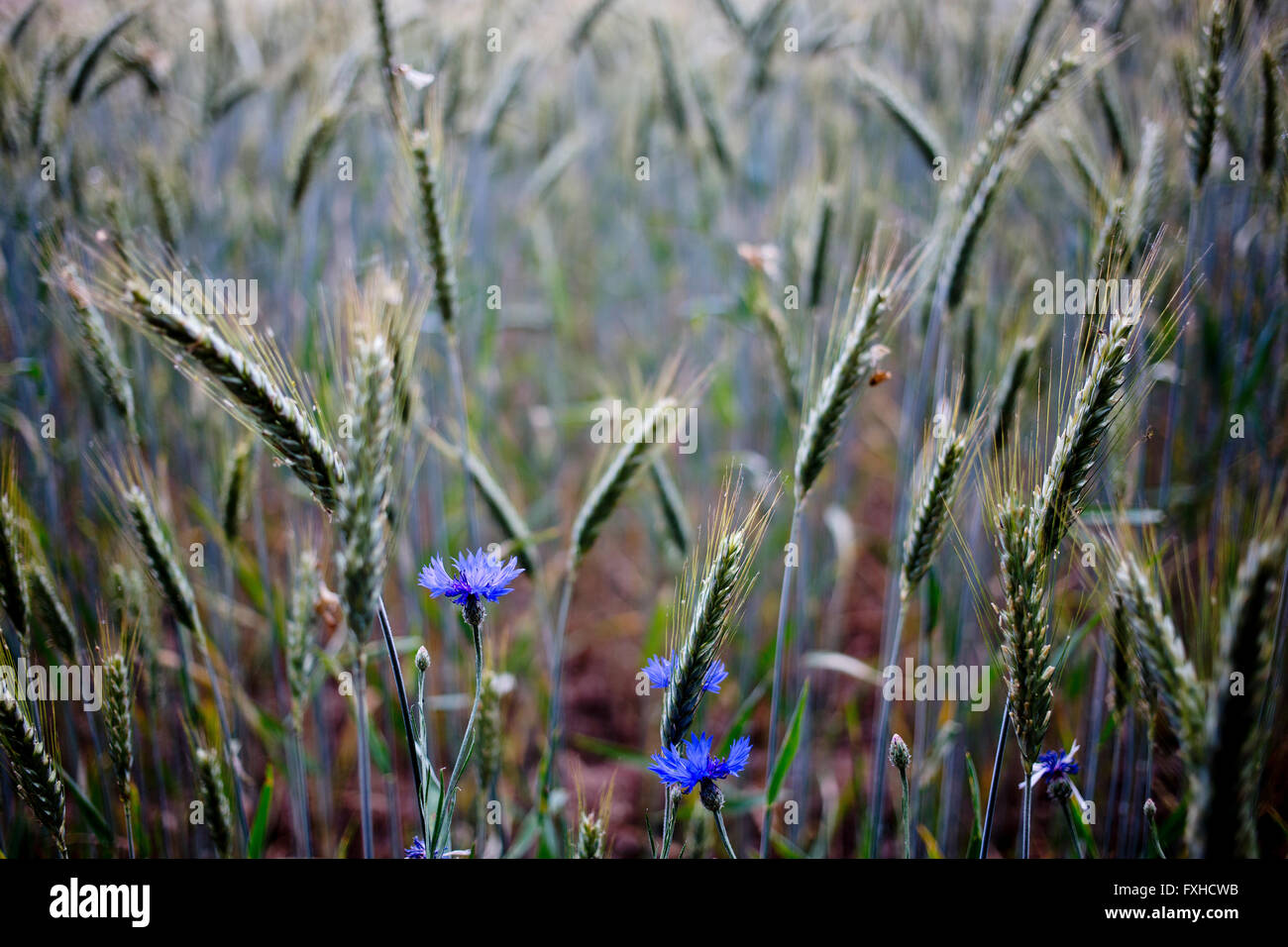 Barley field cornflowers hi-res stock photography and images - Alamy