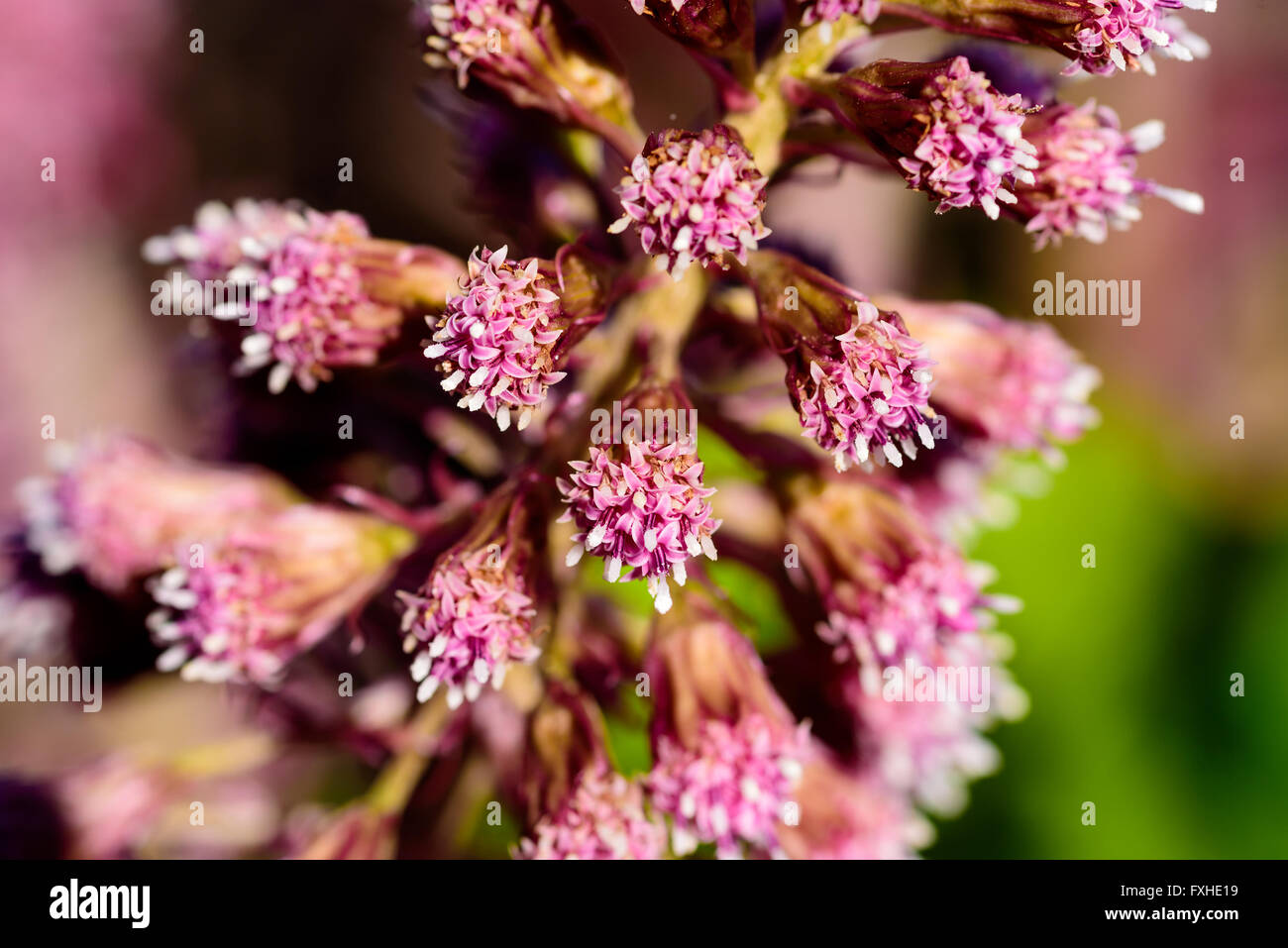 Petasites hybridus, the butterbur, close up of the pink inflorescences clusters of flowers. Also known as bog rhubarb, devils ha Stock Photo