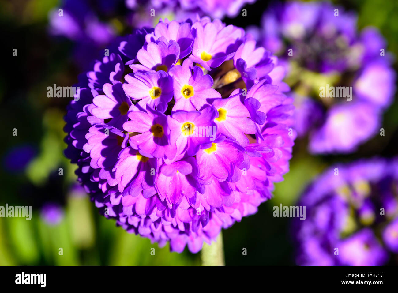 Primula denticulate, or drumstick primrose, a beautiful purple flowering plant growing in moist alpine regions. Stock Photo