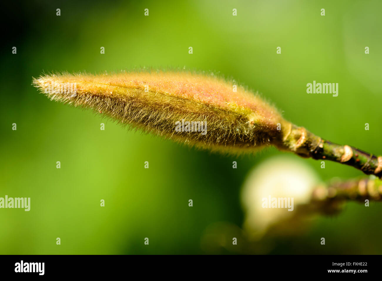 Magnolia loebneri bud in early spring before it blooms Stock Photo - Alamy