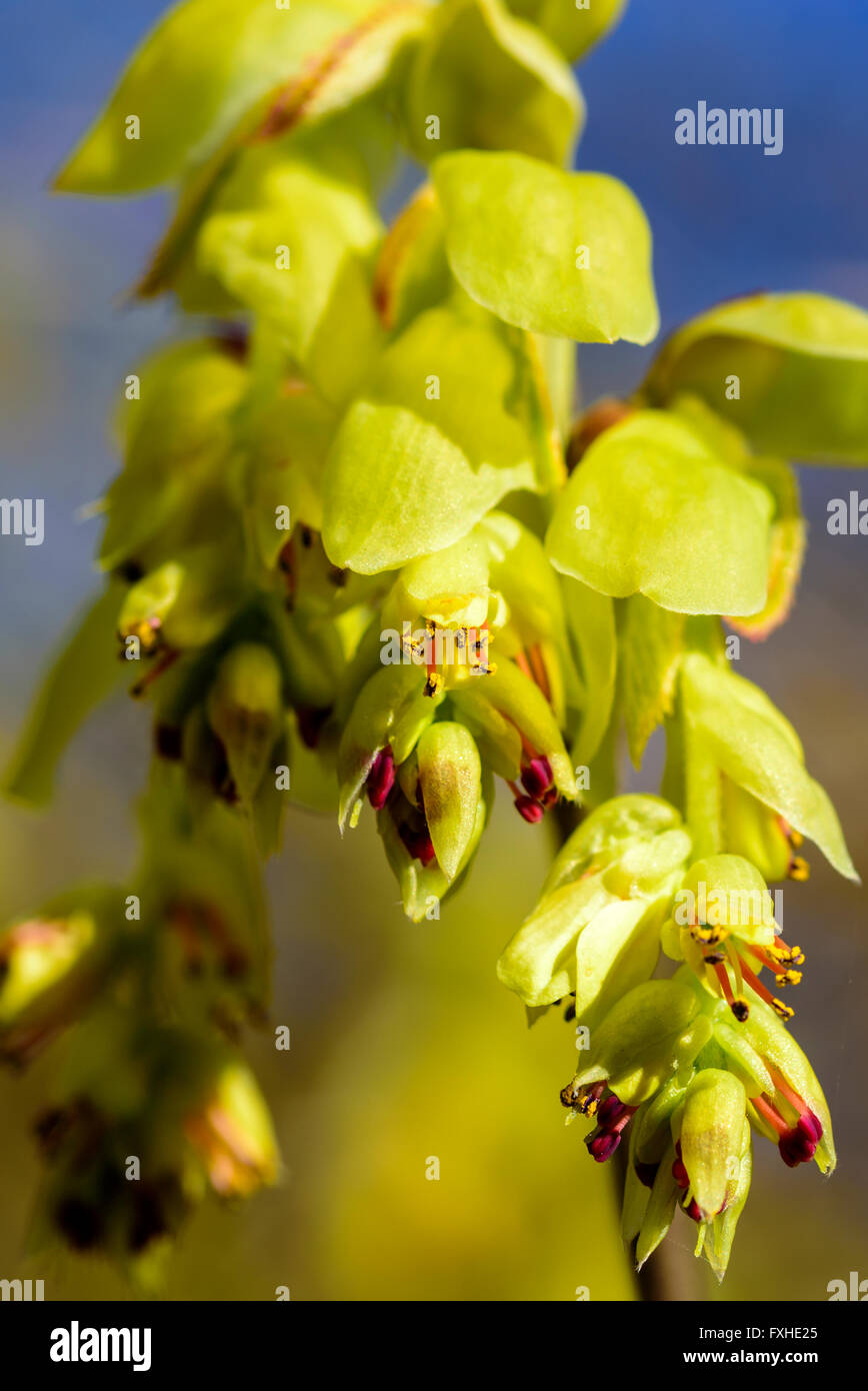 Corylopsis spicata, winter hazel, here seen in full bloom in spring. Lovely close up of the fine and small flowers. Stock Photo