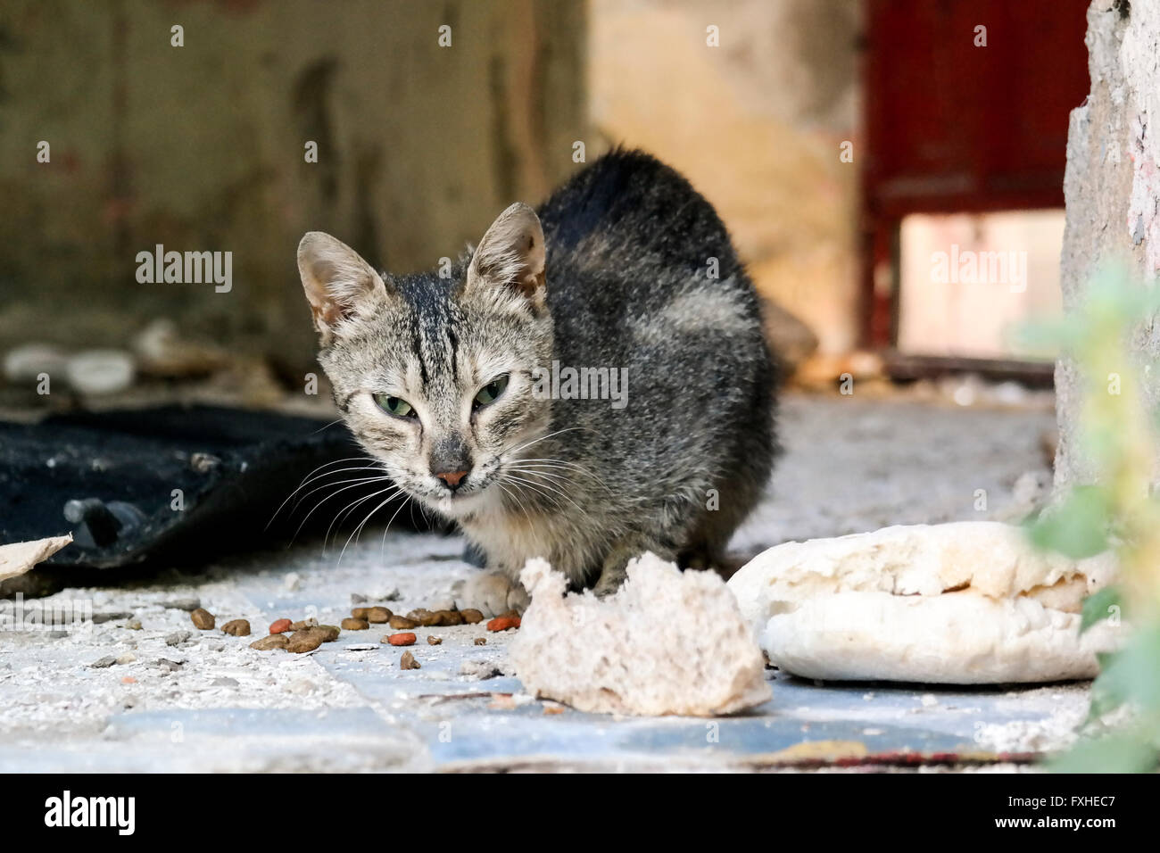 Street cat eating in a ruined house in Mostar. Stock Photo