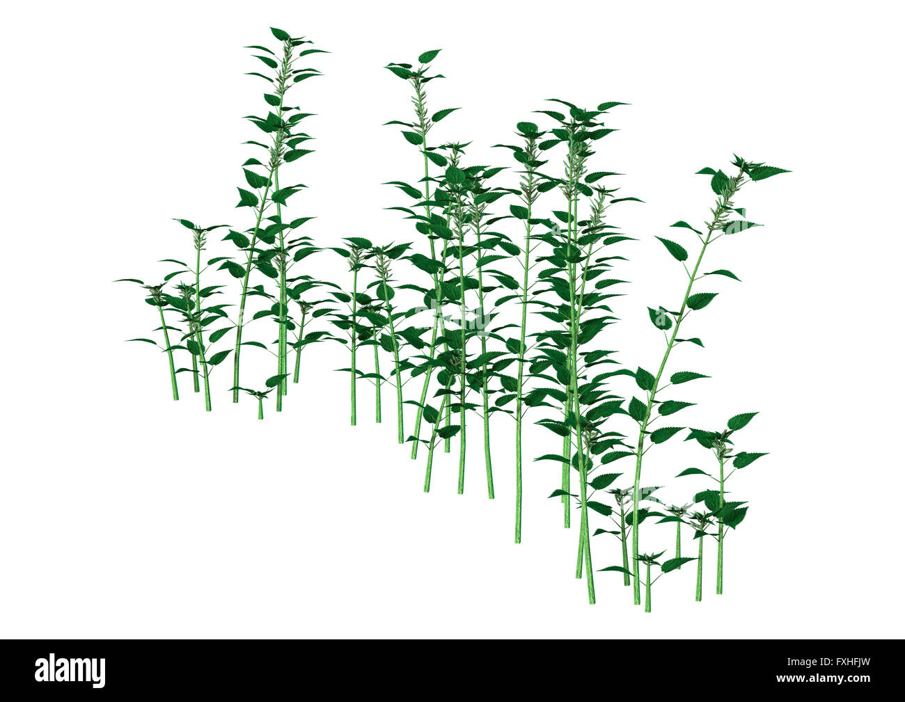 3D Illustration of a urtica dioica, or common nettle or stinging nettle, isolated on white background Stock Photo