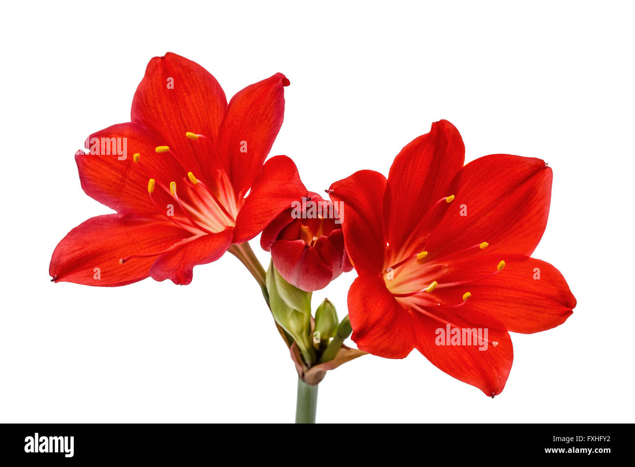 Red flower of Clivia, isolated on white background Stock Photo