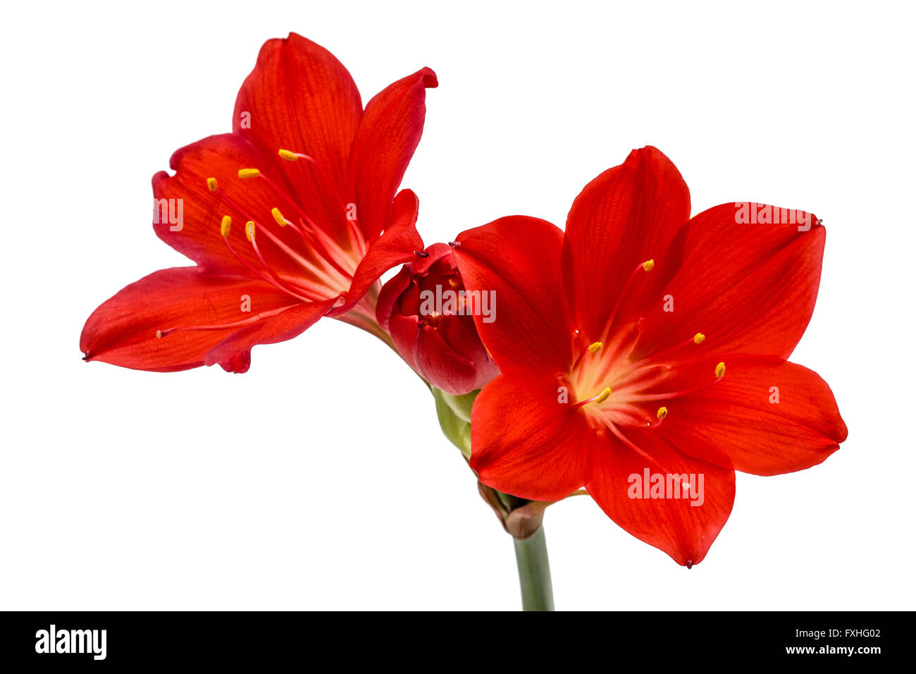 Red flower of Clivia, isolated on white background Stock Photo