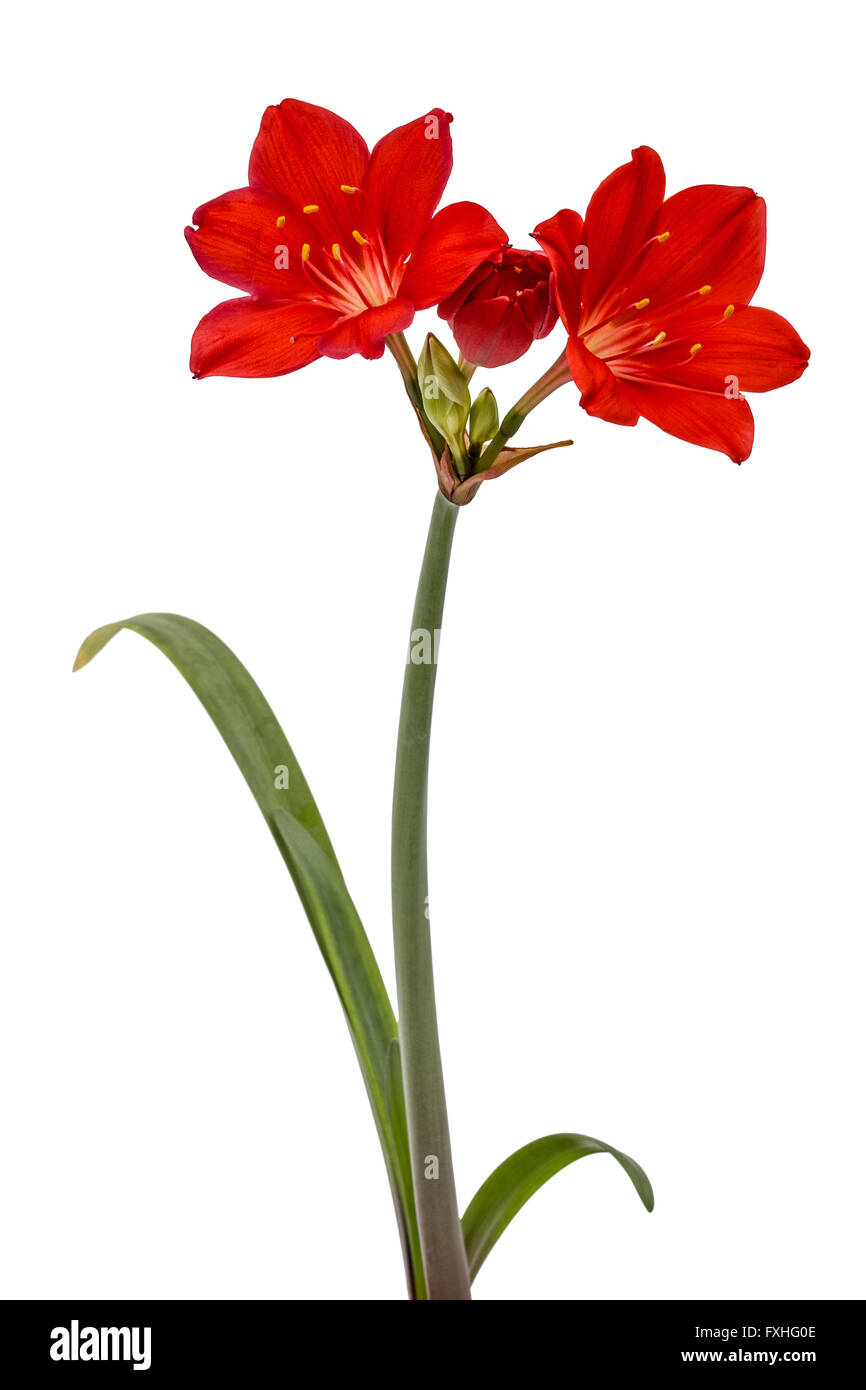 Red flower of Clivia, isolated on white background Stock Photo