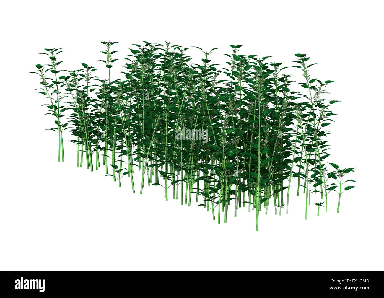 3D Illustration of a urtica dioica, or common nettle or stinging nettle, isolated on white background Stock Photo