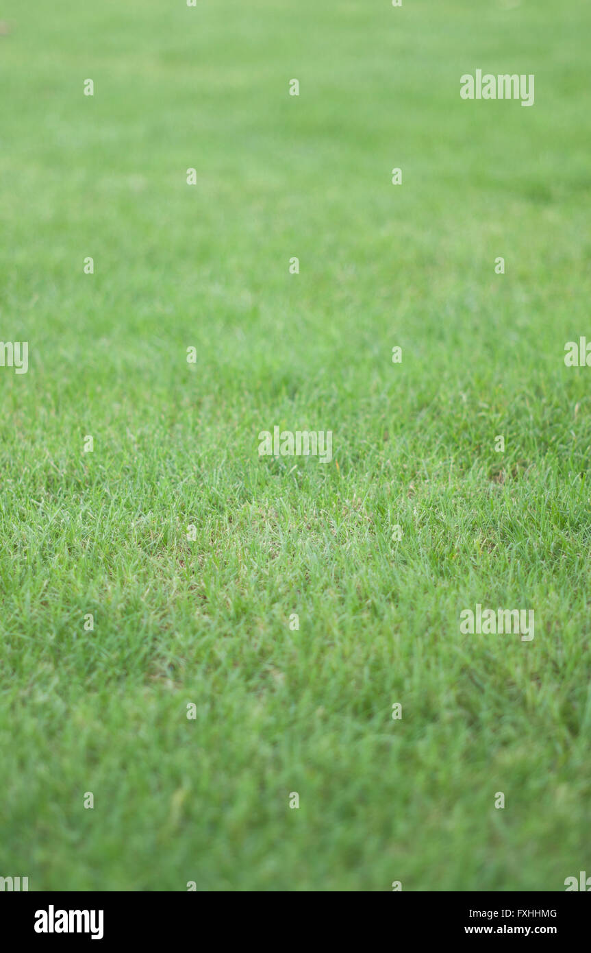 Grass nature macro hi-res stock photography and images - Alamy