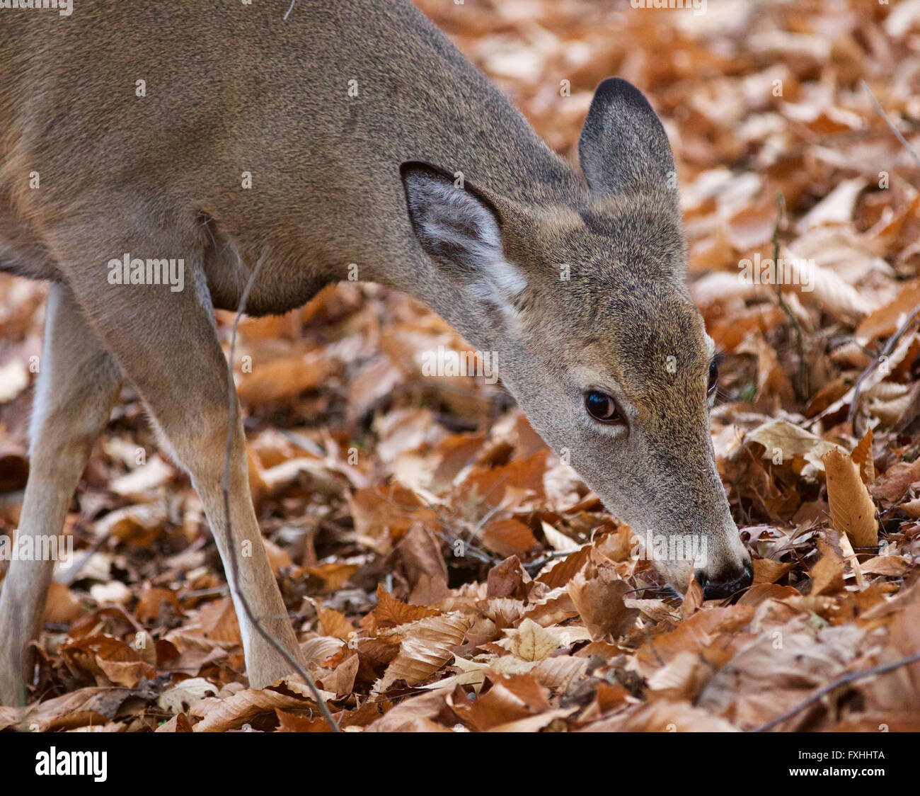 Beautiful image of the cute wild deer eating leaves Stock Photo Alamy