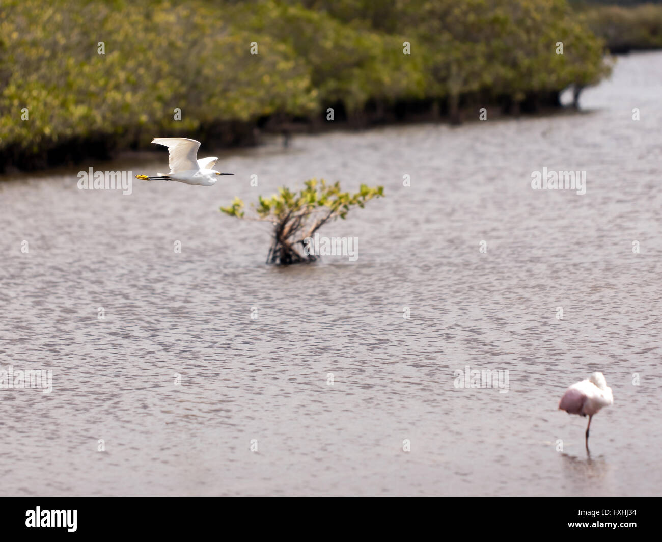 A snowy Egret flying over a lagoon on the Merritt Island National Wildlife Refuge, Titusville, Florida,U.S.A. Stock Photo