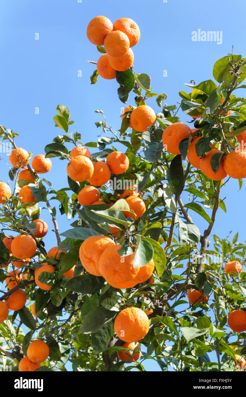 Ripe mandarin oranges (Citrus reticulata) growing on a tree Stock Photo