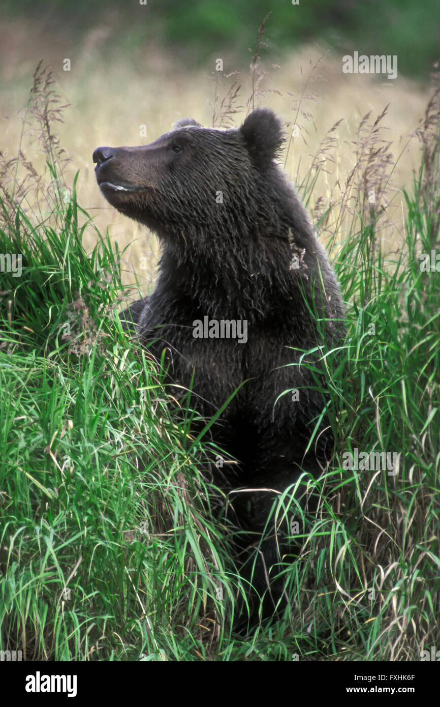 Young Kodiak brown bear / Alaskan grizzly bear (Ursus arctos