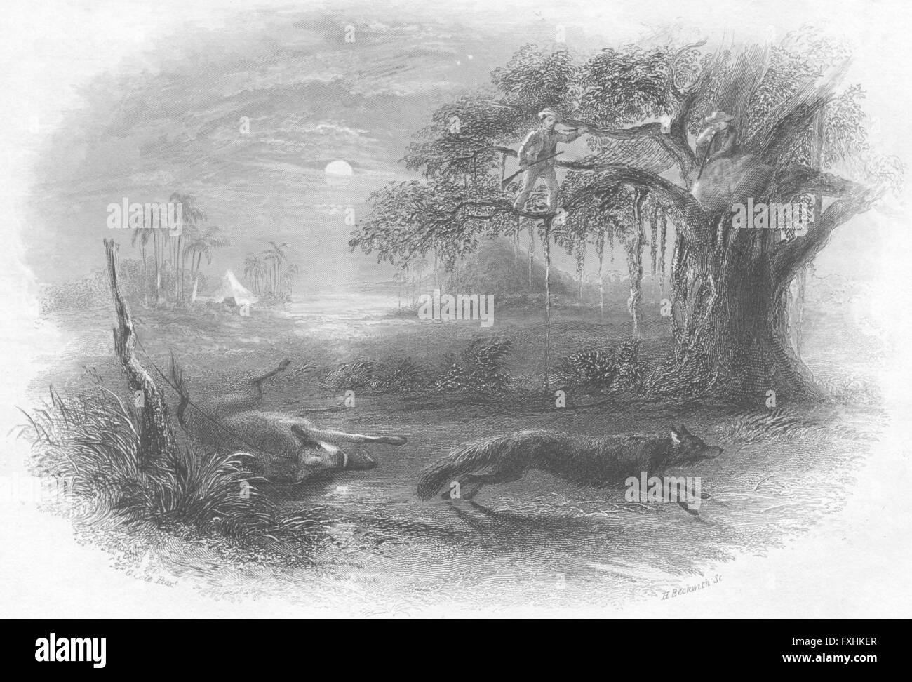 Jungle print hi-res stock photography and images - Alamy
