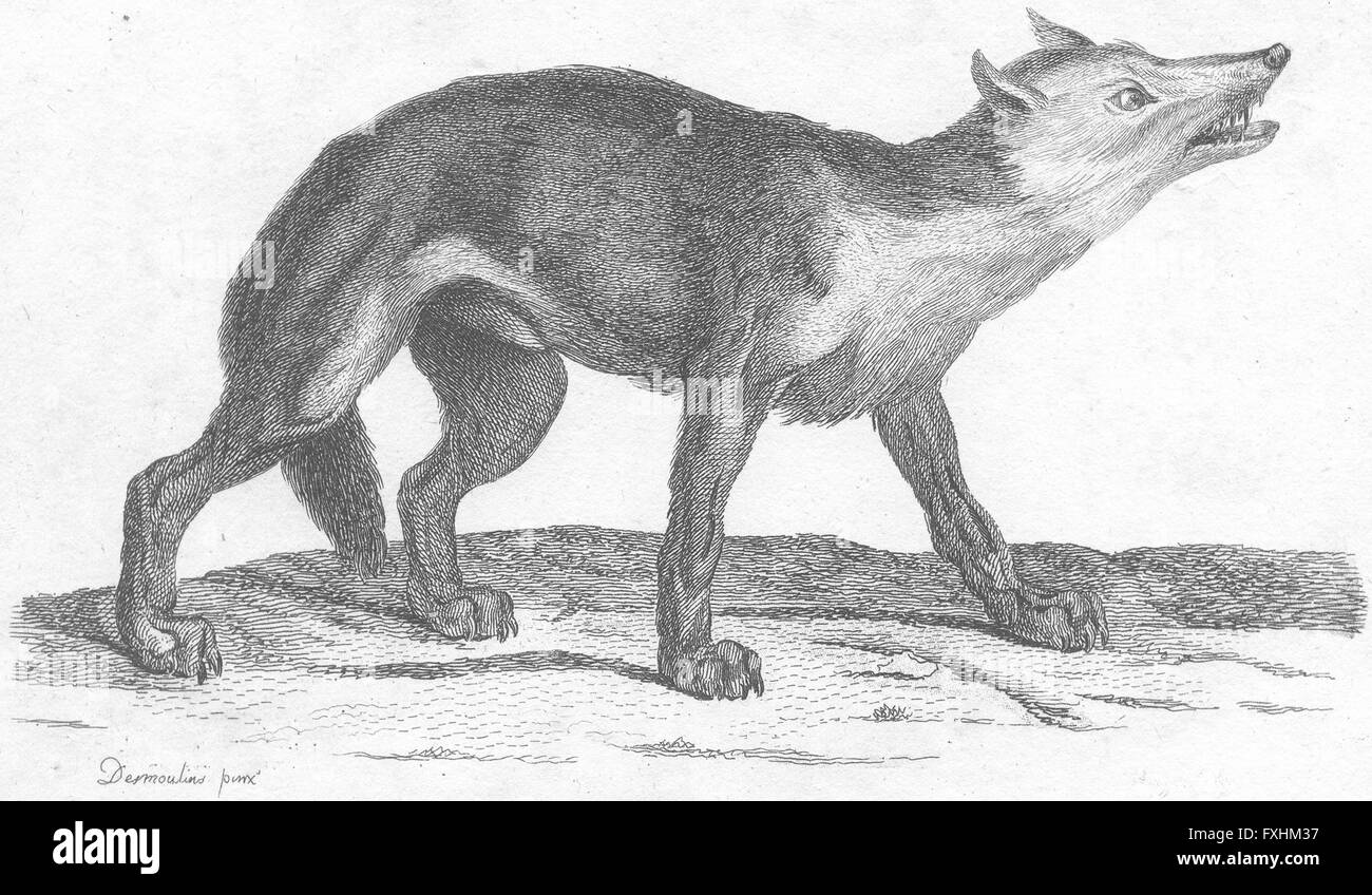 WOLVES: Wolf, antique print c1800 Stock Photo