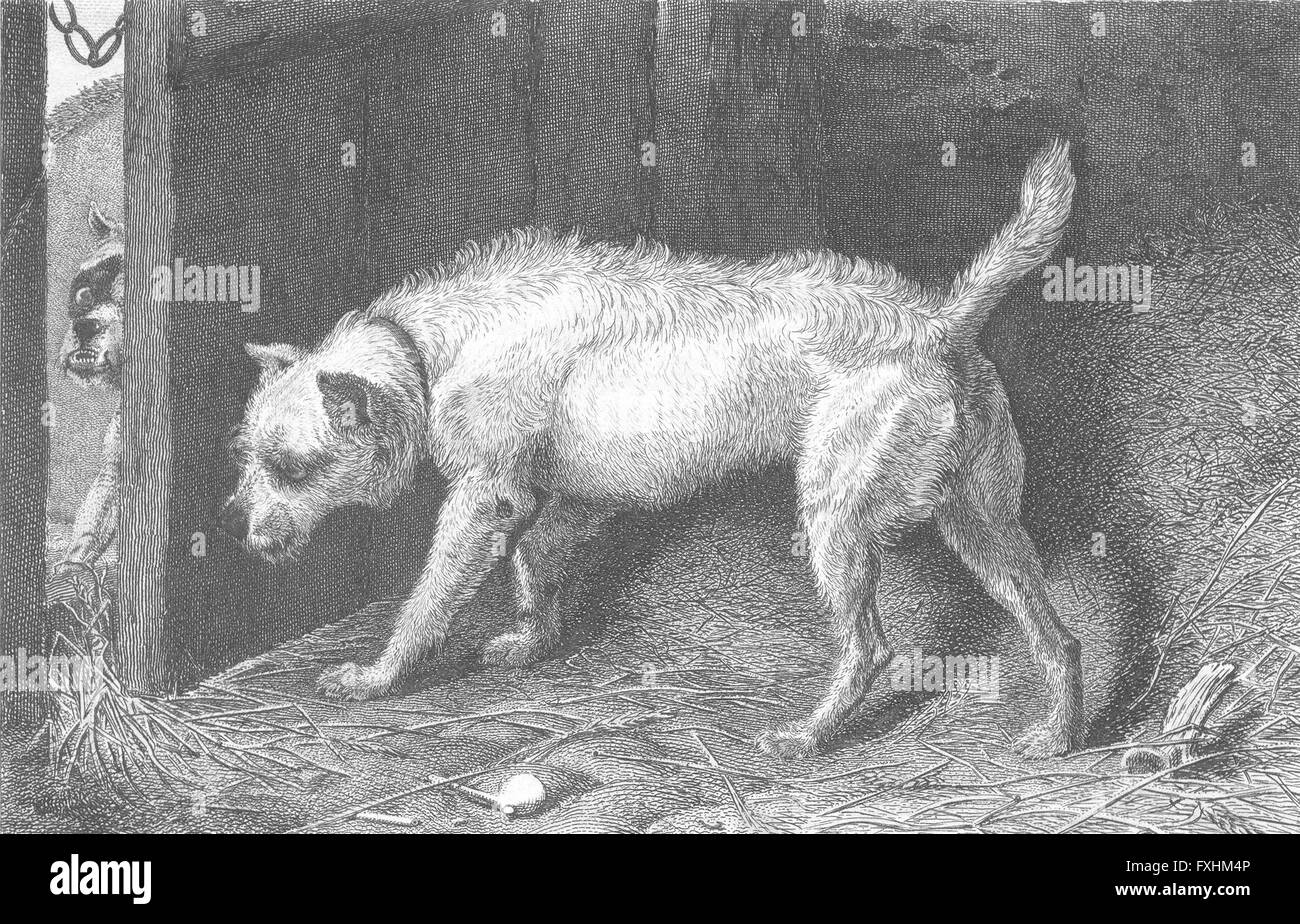 DOGS: Brutus-Landseer, antique print 1824 Stock Photo