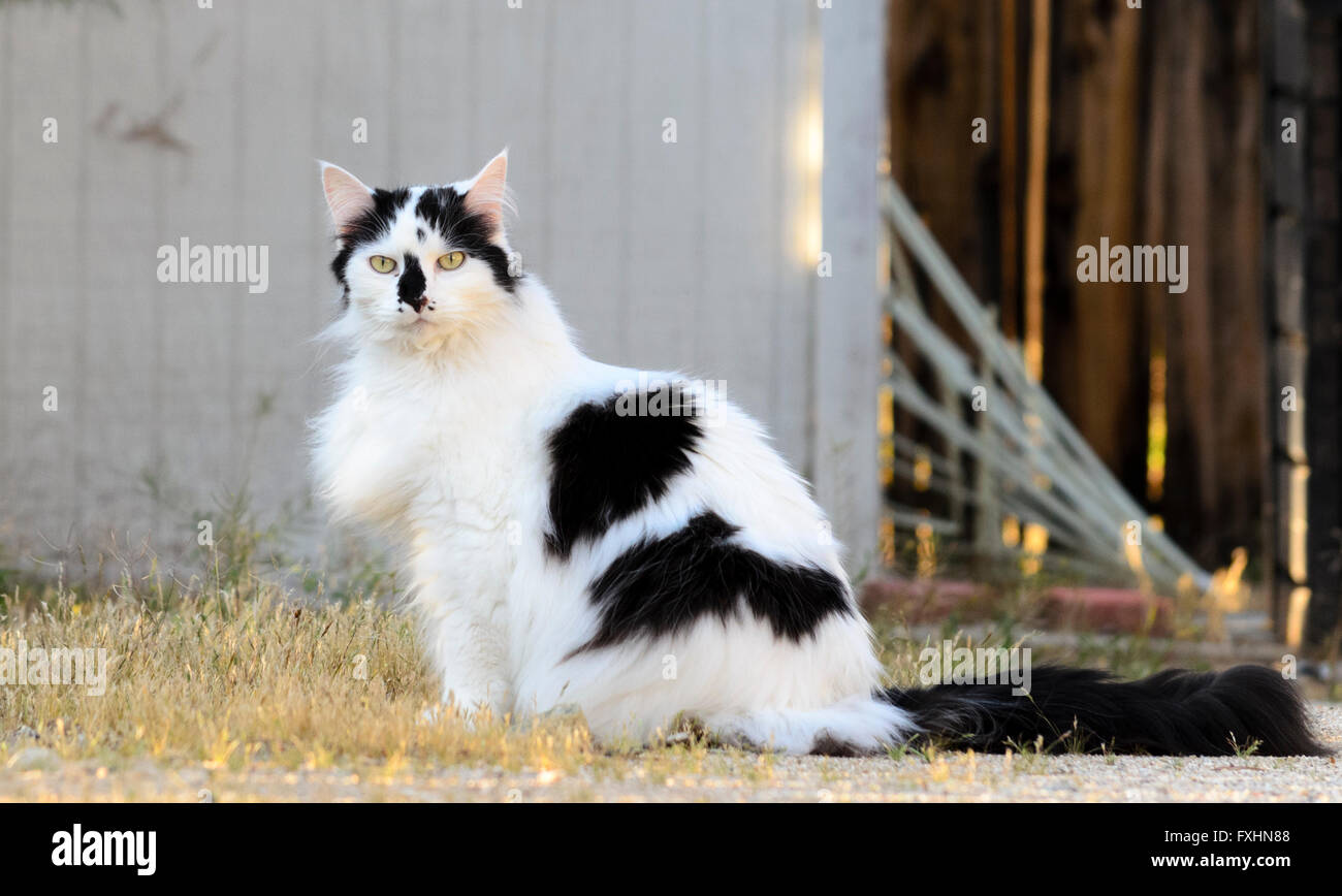 Black and white cat outside sitting looking toward the camera Stock ...