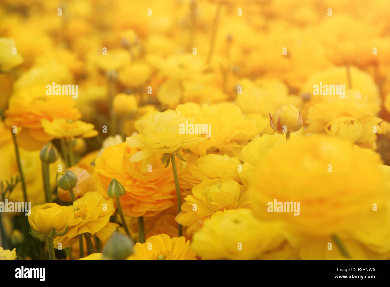 dreamy photo with low angle of spring flowers Stock Photo - Alamy