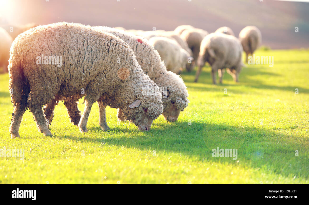Goat in a flock of sheep hi-res stock photography and images - Alamy