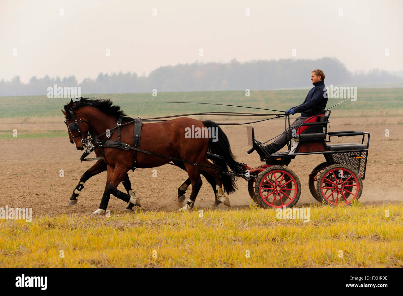 team, farming, horses, mazurek, piotr, carriages, sledding, riding, riding, horse riding, poland, pankow, dolnoslaskie, silesia, Stock Photo