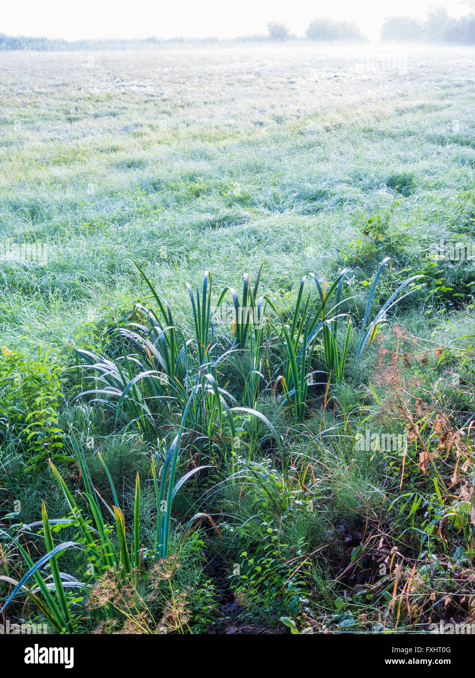 Fog mist grass hi-res stock photography and images - Alamy