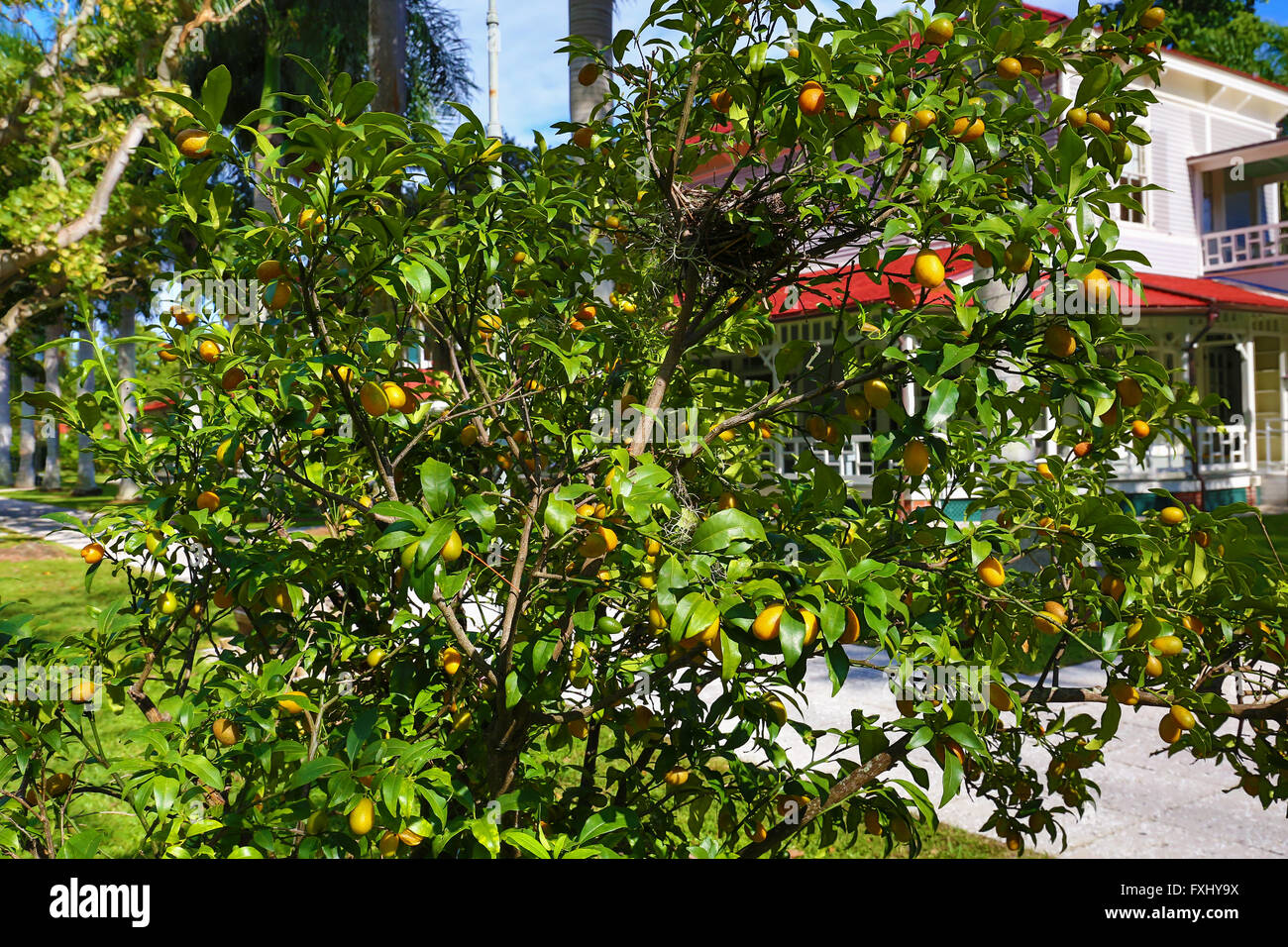 Citrus Fruit Tree In The Gardens At The Edison Ford Estate Fort