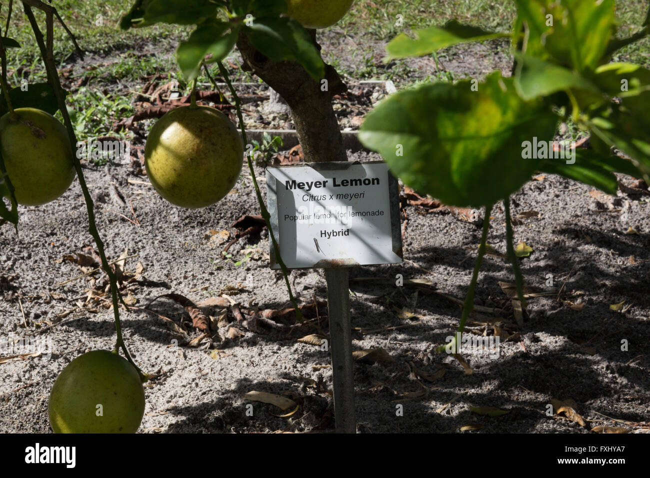 Meyer lemon tree near me