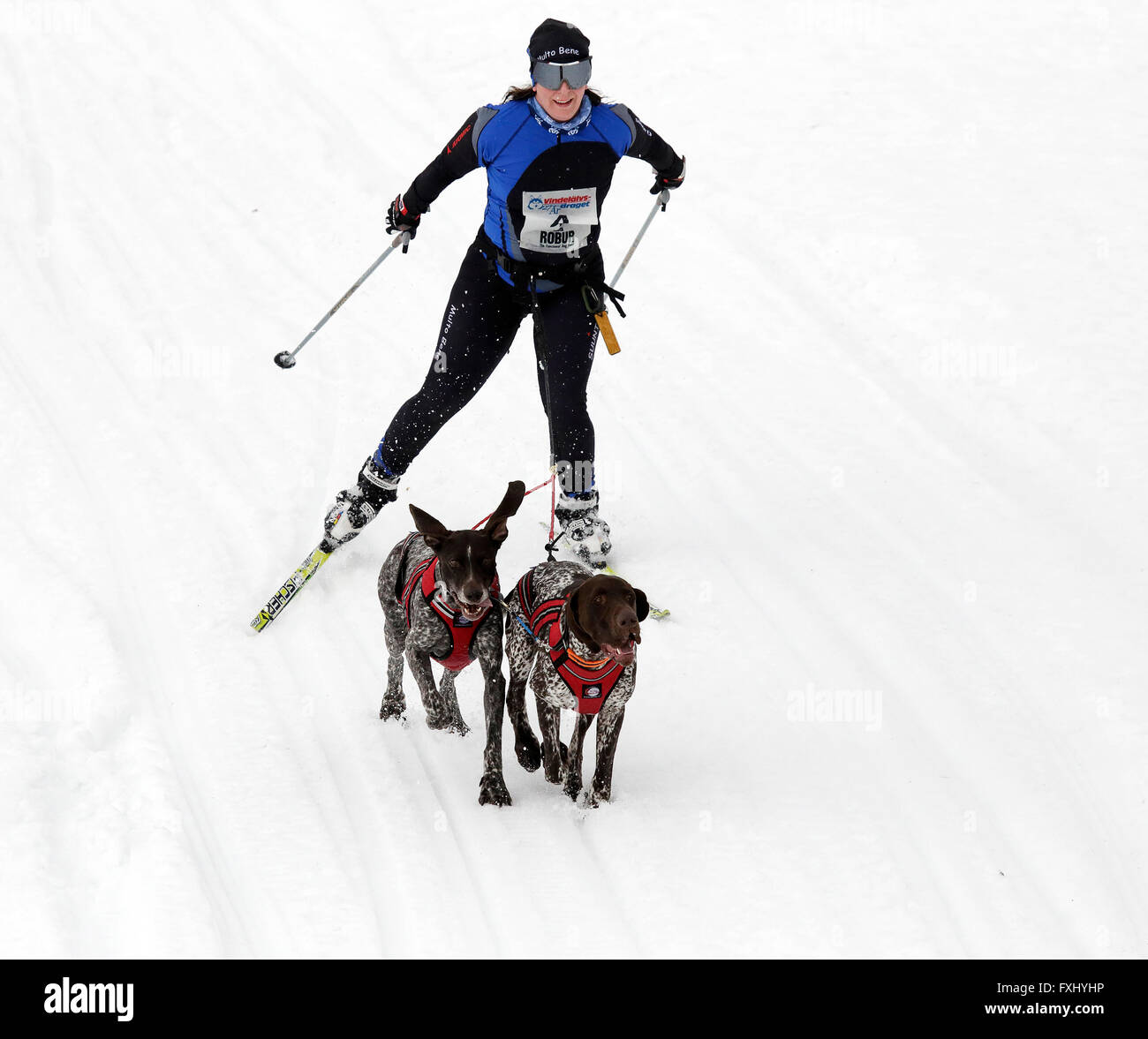 Two dogs harnessed to a lady skier competing in the Vindelälven dog ...