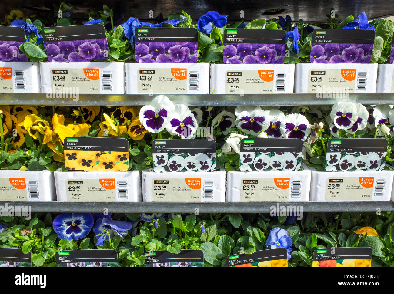Pansies on sale at a garden centre Stock Photo Alamy