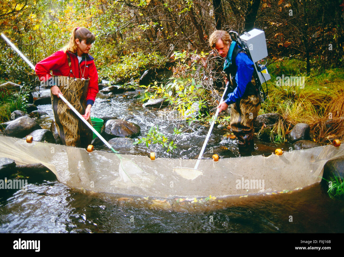 Fishery biologists monitor steelhead trout below San Clemente Dam; California; USA Stock Photo