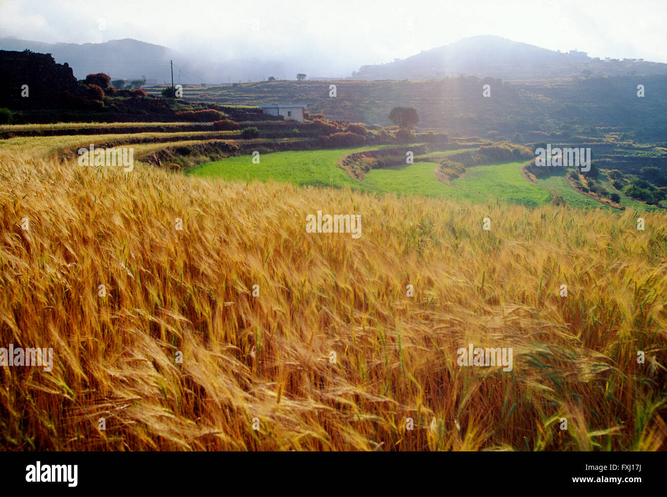 Terraced farm fields near As Soudah; Asir Region; Kingdom of Saudi Arabia Stock Photo