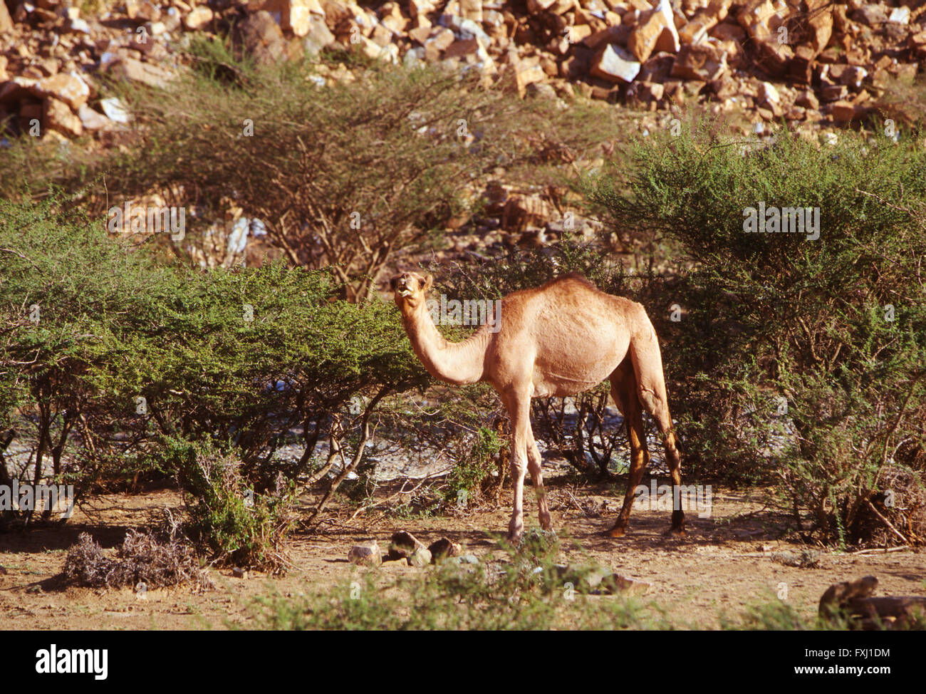Dromedary camel forages for food in hills near Bishah; Kingdom of Saudi Arabia Stock Photo