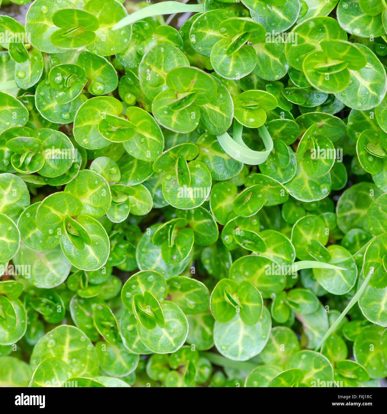 Watercress (Nasturtium officinale) new growth in stream. Wild vegetable in the cabbage and mustard family (Brassicaceae) Stock Photo