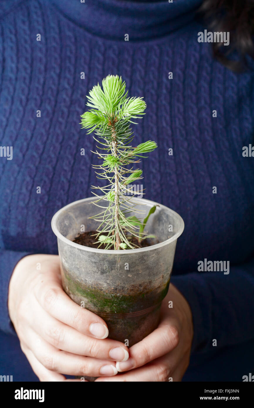 hands holding a small  tree in pot Stock Photo