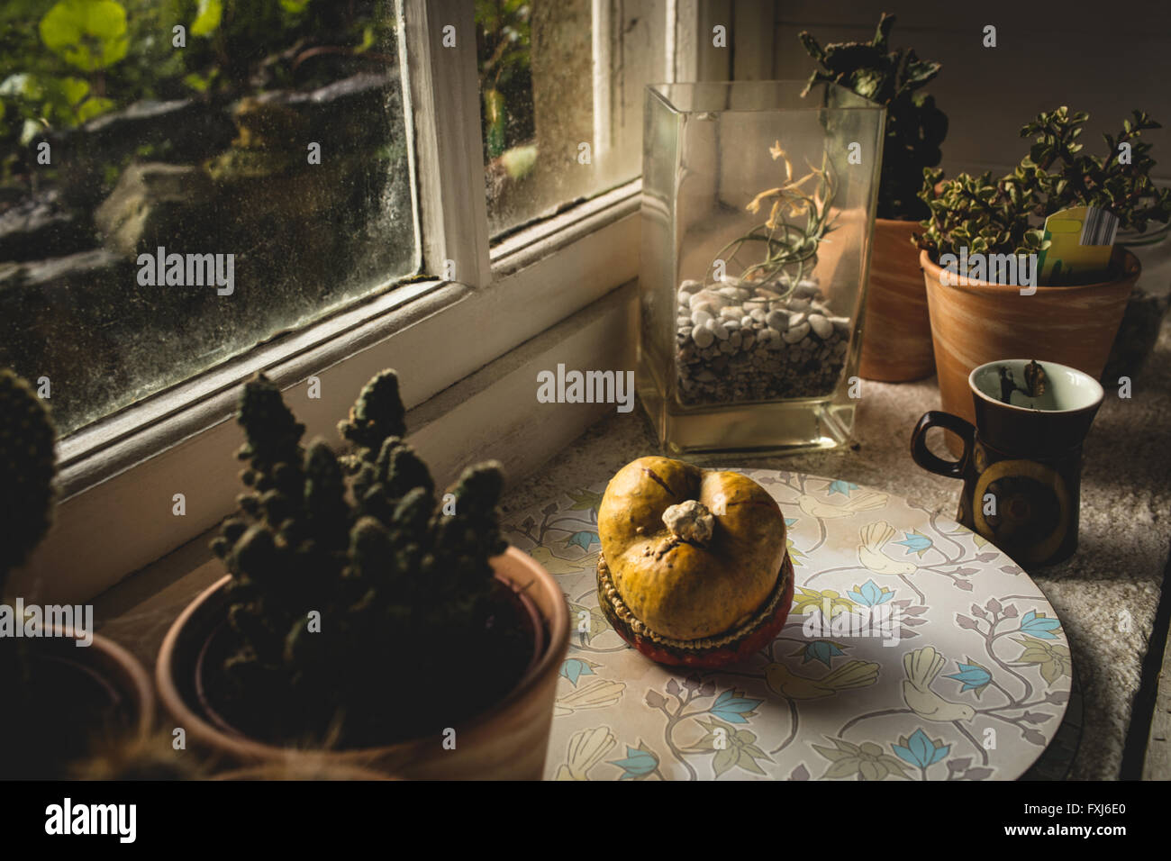 Pot plant on windowsill Stock Photo Alamy