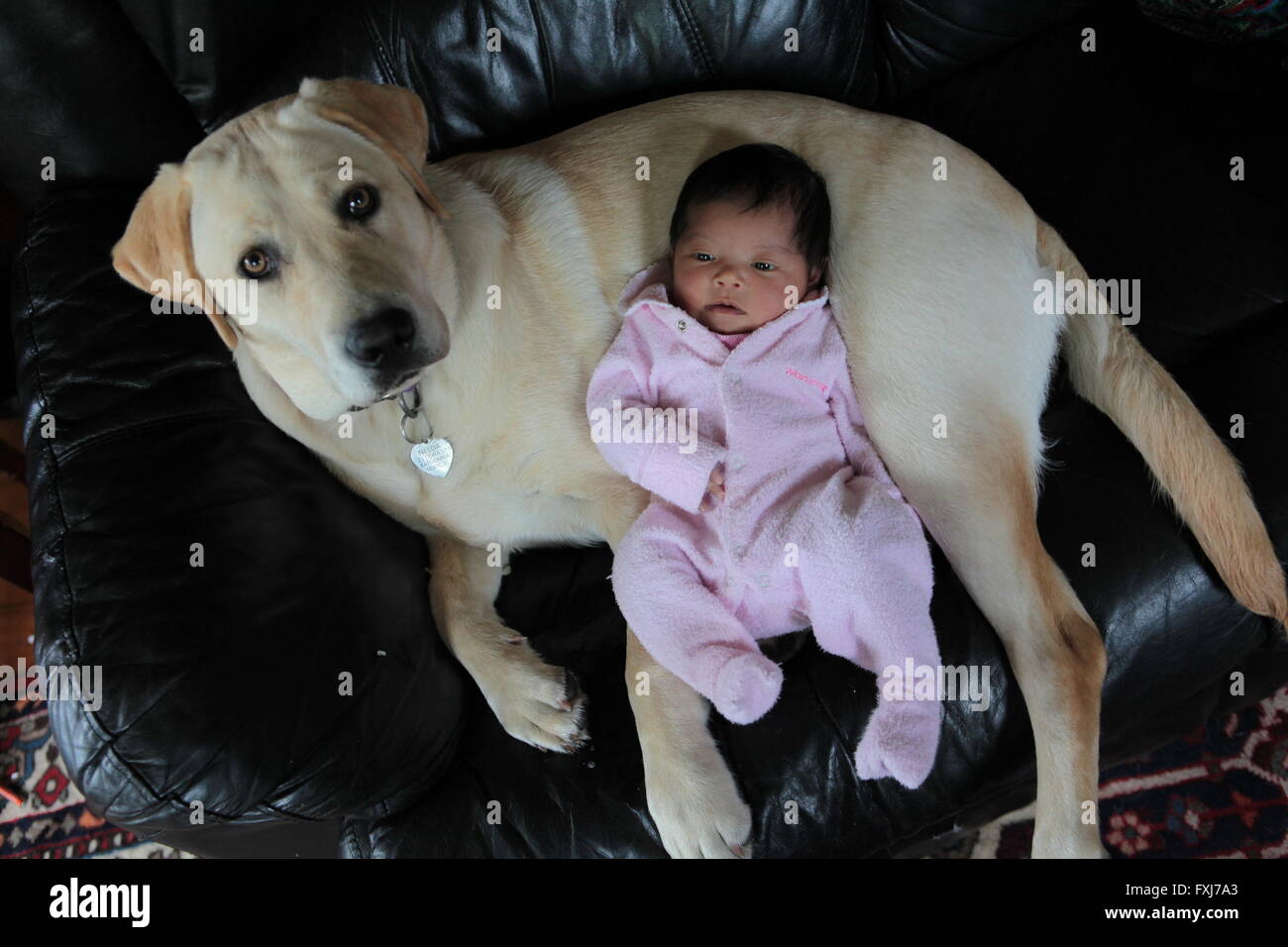 Baby labradore cheap