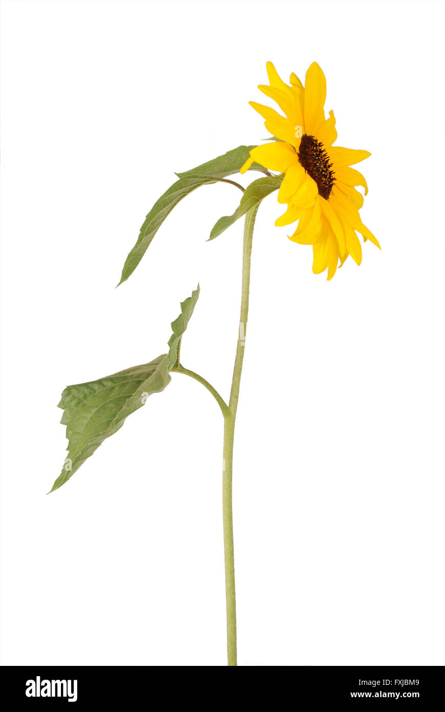 Beautiful sunflower isolated on white Stock Photo - Alamy