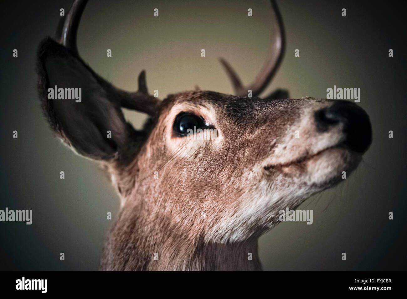 Deer head mounted on the wall Stock Photo Alamy